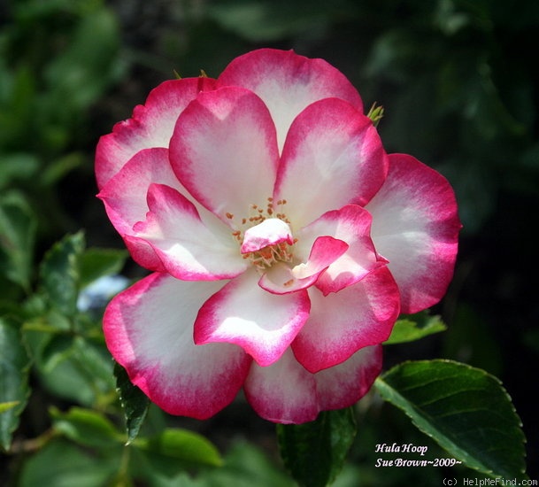 'Hula Hoop (floribunda, Moore, 1990)' rose photo