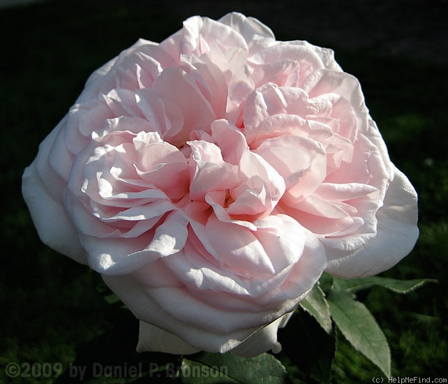 'Souvenir de la Malmaison' rose photo