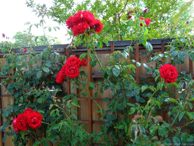 'Dublin Bay' rose photo