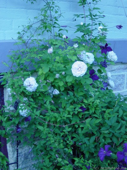 'Ash Wednesday' rose photo