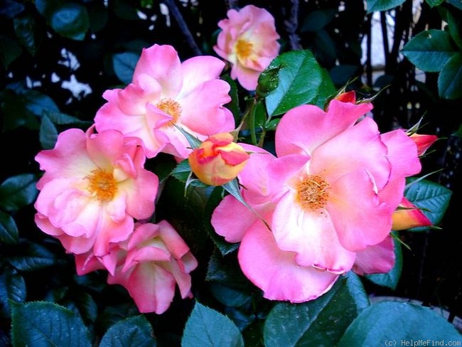 'Playboy ®' rose photo