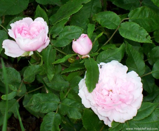 'Jacques Cartier' rose photo