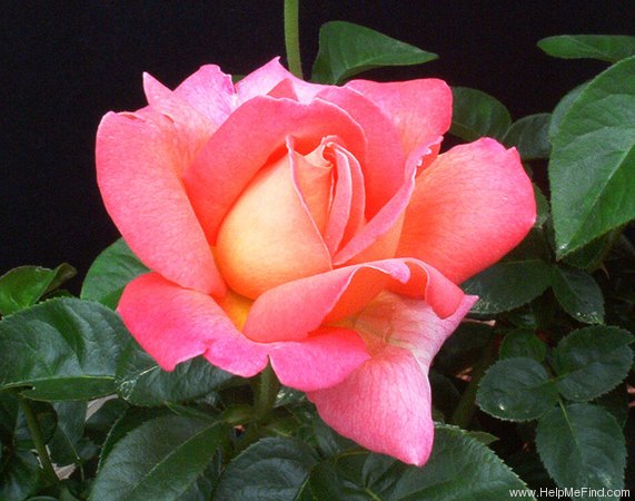'Chicago Peace' rose photo
