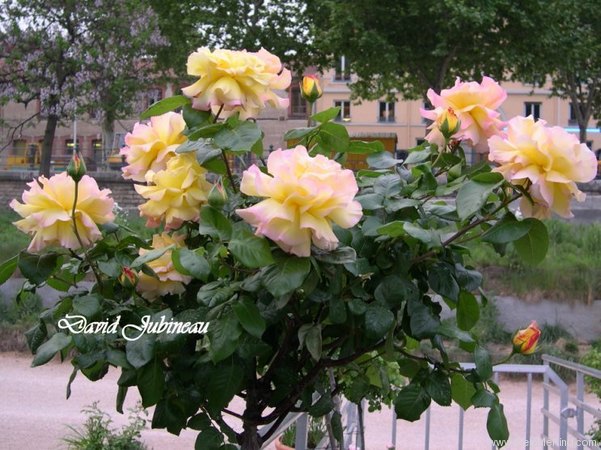 'Peace (hybrid tea, Meilland 1935)' rose photo