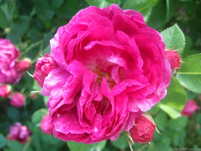 'Great Western (hybrid bourbon, Laffay 1838)' rose photo