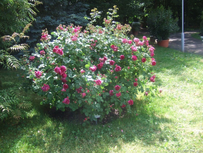 'Great Western (hybrid bourbon, Laffay 1838)' rose photo