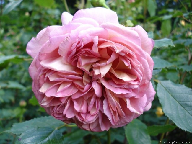 'Jubilee Celebration (shrub, Austin 2002)' rose photo