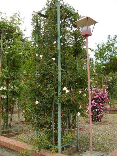 'Stanwell Perpetual (Spinosissima, Lee before 1821)' rose photo