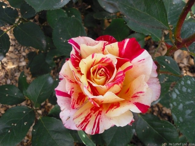 'Maurice Utrillo ™' rose photo