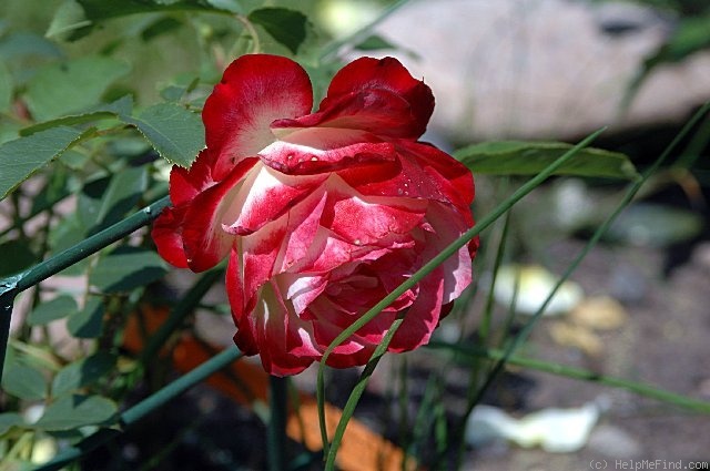 'Jubilé du Prince de Monaco ®' rose photo