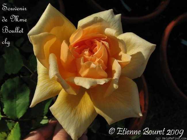 'Souvenir de Madame Boullet, Cl.' rose photo