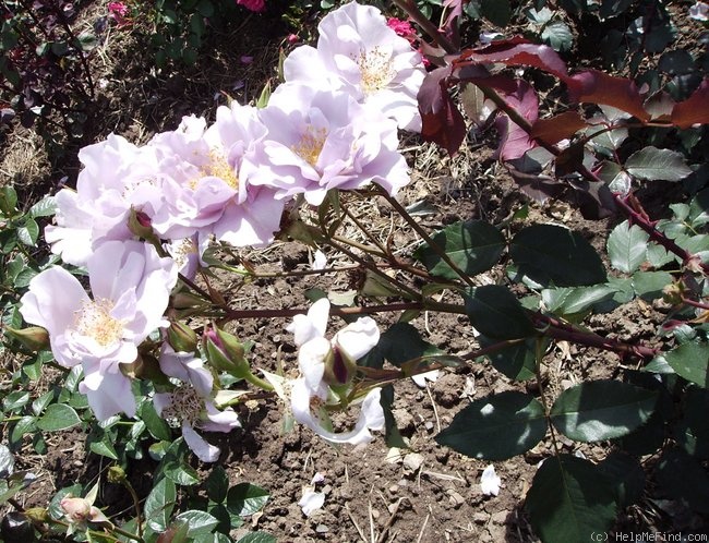 'Lagoon' rose photo