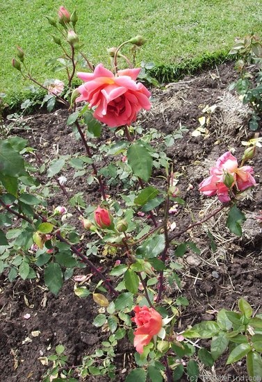 'Padre (Hybrid Tea, Cant, before 1920)' rose photo