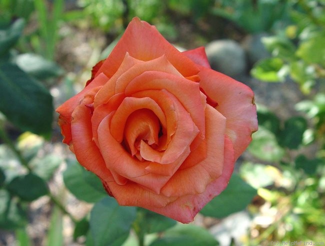 'Wildfire ™ (hybrid tea, Zary 2004)' rose photo