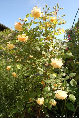 'Buff Beauty (Hybrid Musk, Bentall, 1939)' rose photo