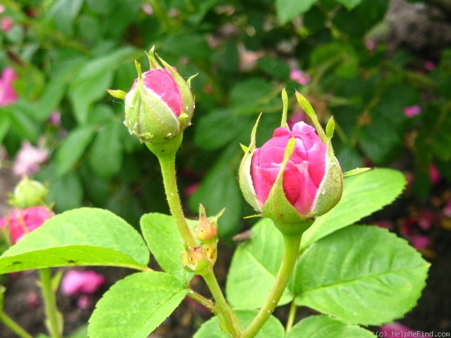 'Great Western (hybrid bourbon, Laffay 1838)' rose photo