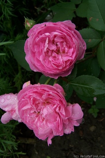 'Madame Gabriel Luizet (hybrid perp., Liabaud 1877)' rose photo