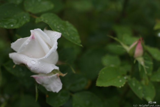 'Frau Karl Druschki (Hybrid Perpetual, Lambert, 1895/1901)' rose photo