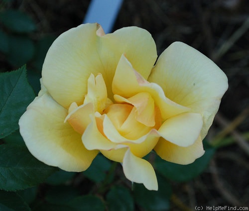 'Drei Gleichen' rose photo