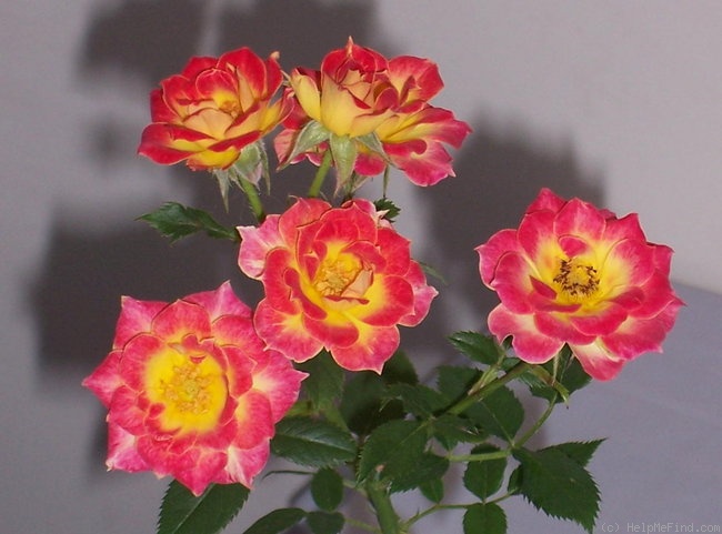 'Tiddly Winks ™' rose photo