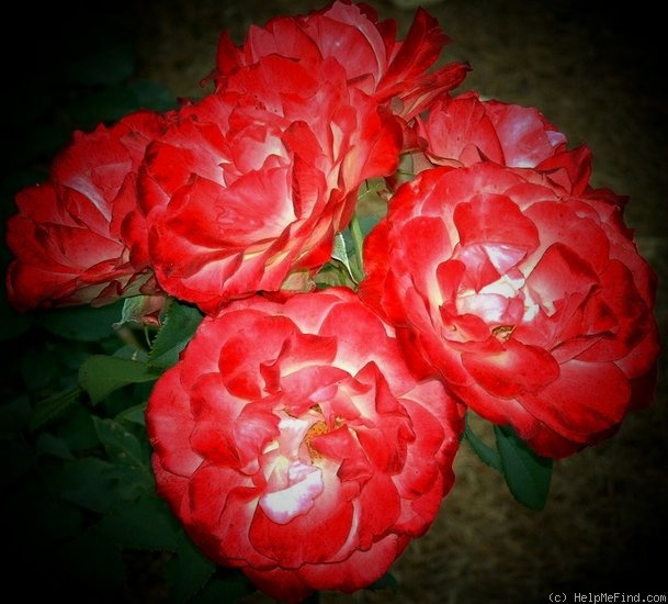 'Cherry Parfait ™' rose photo