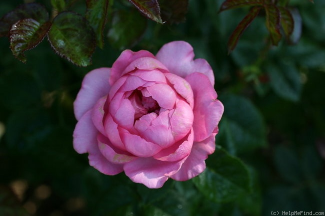 'Chantal Mérieux ®' rose photo