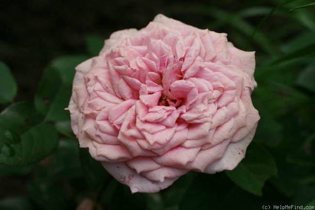 'William Christie ®' rose photo