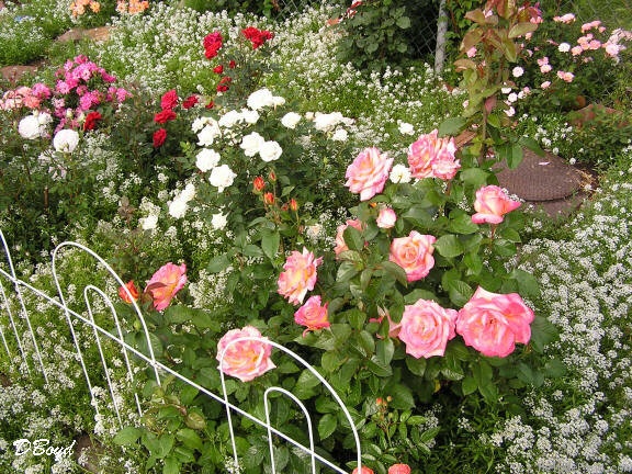 'Sheila's Perfume (Floribunda, Sheridan before 1979)' rose photo