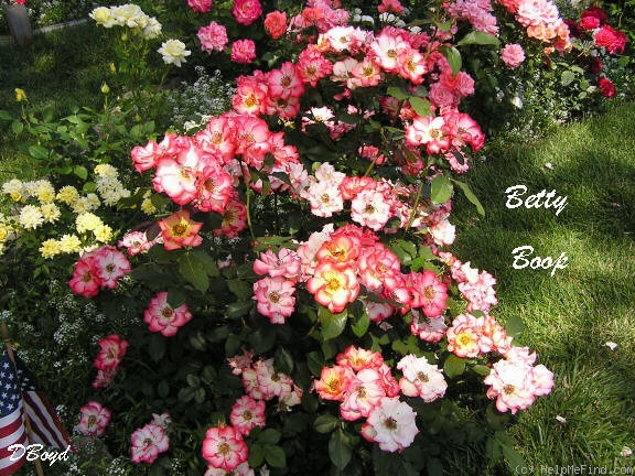 'Betty Boop ™ (Floribunda, Carruth, 1999)' rose photo