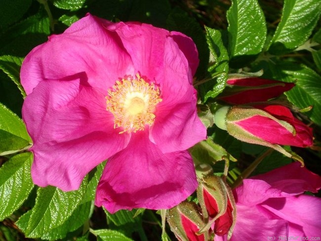 'Rugspin' rose photo