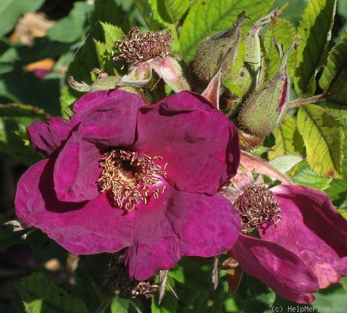 'Basye's Purple Rose' rose photo