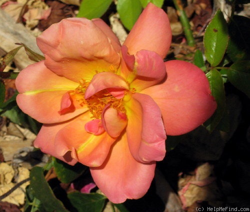 'Lady Forteviot' rose photo