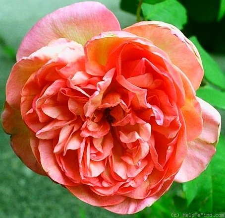'Clementina Carbonieri (Tea, Lodi, 1913)' rose photo