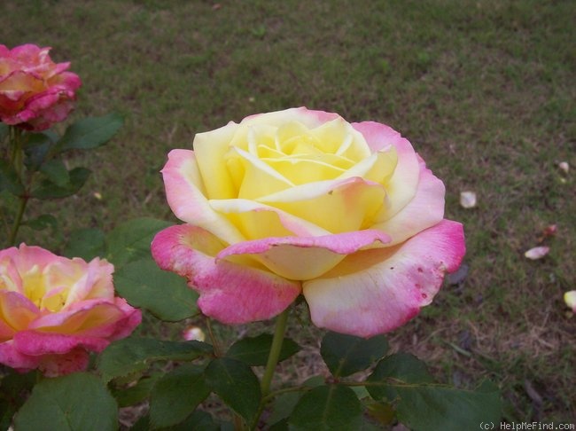 'Bella Roma ™' rose photo