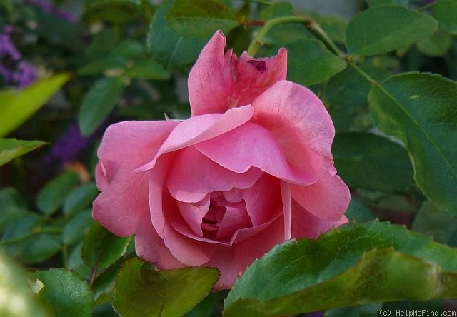 'Bésame mucho' rose photo
