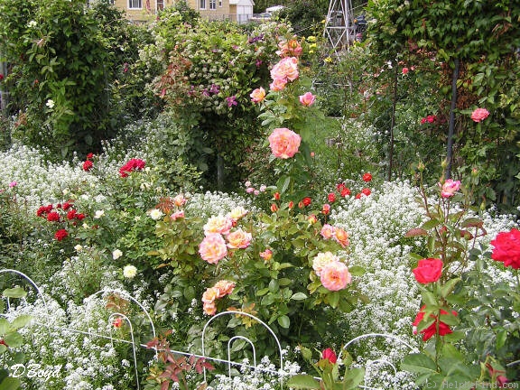 'Sheila's Perfume (Floribunda, Sheridan before 1979)' rose photo