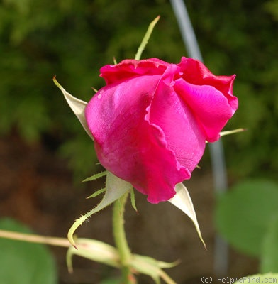 'King of Siam (hybrid tea, Bräuer, 1912)' rose photo