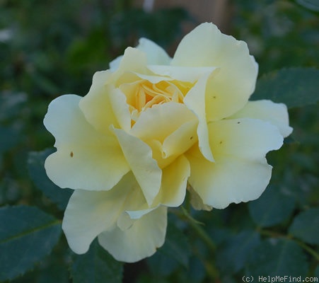 'Leverkusen' rose photo