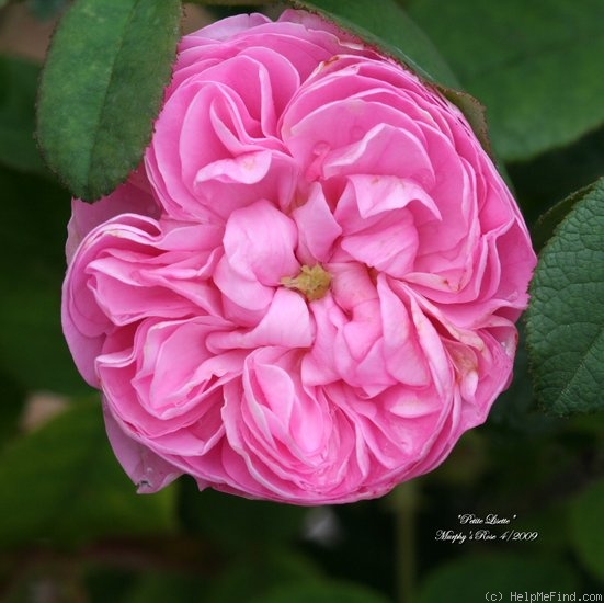 'Petite Lisette' rose photo