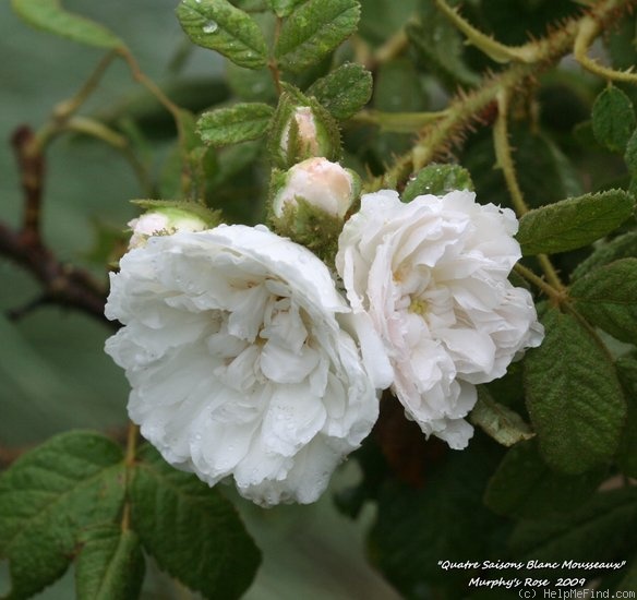 'Quatre Saison Blanc Mousseau' rose photo