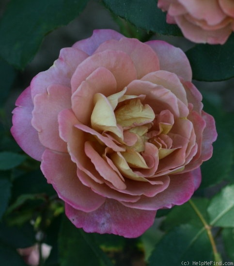 'Brownie (floribunda, Boerner 1958)' rose photo