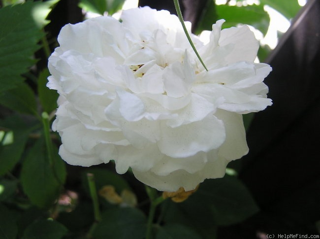 'Winchester Cathedral ®' rose photo