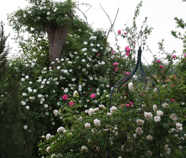 'Murphy's Garden'  photo