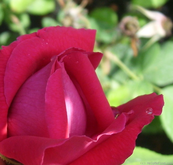 'Général Jacqueminot (hybrid perpetual, Roussel 1853)' rose photo