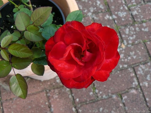 'Flamme Rouge' rose photo