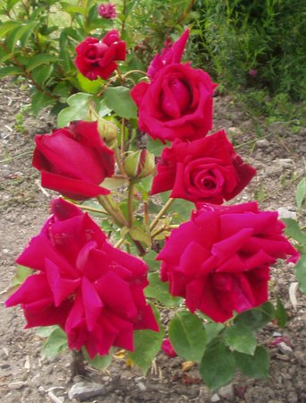 'John S.Smith'  photo