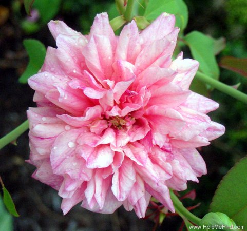 'Monsieur Tillier' rose photo