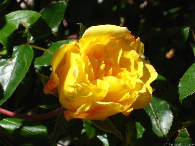 'Golden Showers' rose photo