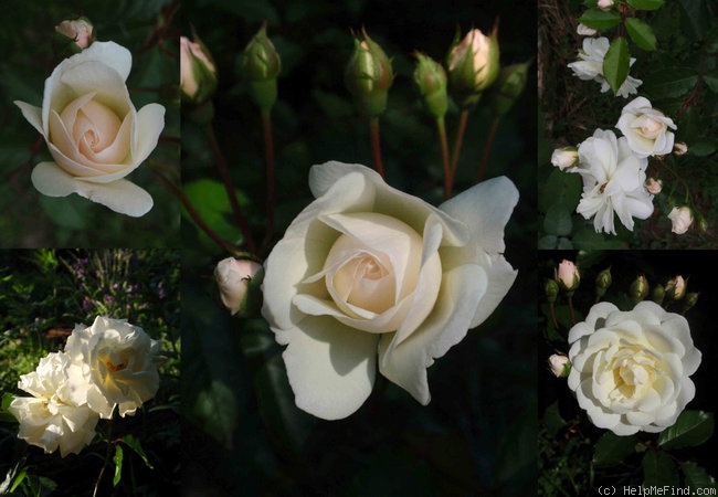 'Ave Maria (polyantha, Böhm, 1933)' rose photo