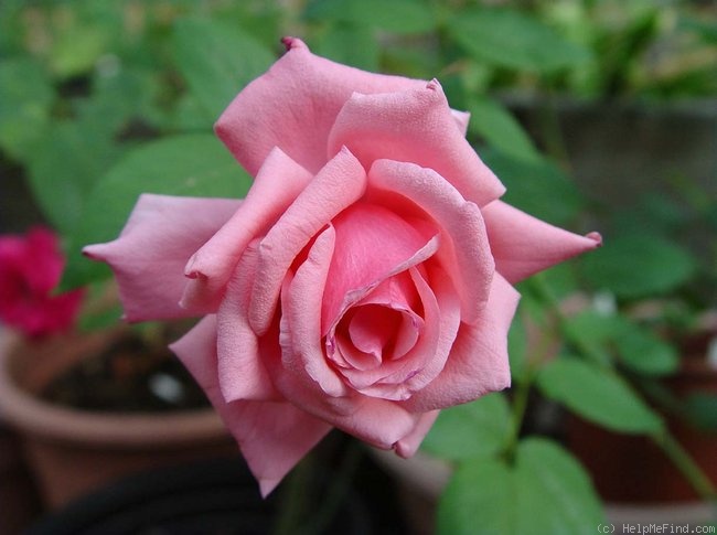 'Bel Ange' rose photo